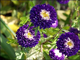 5 октября 2008 г., Барнаул   Праздник Осени в барнаульском дворе