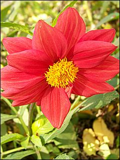 5 октября 2008 г., Барнаул   Праздник Осени в барнаульском дворе