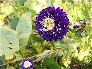 5 октября 2008 г., Барнаул   Праздник Осени в барнаульском дворе