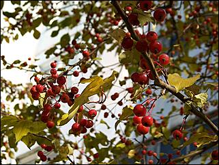 5 октября 2008 г., Барнаул   Праздник Осени в барнаульском дворе