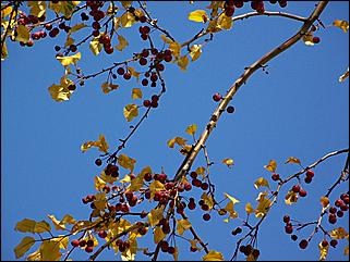 5 октября 2008 г., Барнаул   Праздник Осени в барнаульском дворе