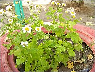 5 октября 2008 г., Барнаул   Праздник Осени в барнаульском дворе