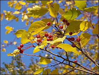 5 октября 2008 г., Барнаул   Праздник Осени в барнаульском дворе