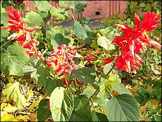 5 октября 2008 г., Барнаул   Праздник Осени в барнаульском дворе