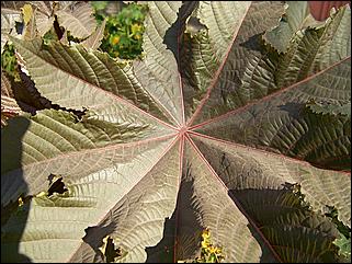 5 октября 2008 г., Барнаул   Праздник Осени в барнаульском дворе