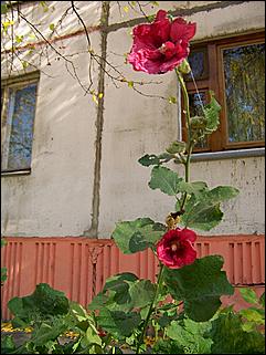 5 октября 2008 г., Барнаул   Праздник Осени в барнаульском дворе