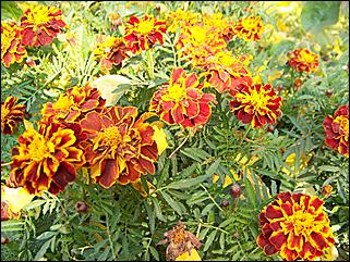 5 октября 2008 г., Барнаул   Праздник Осени в барнаульском дворе