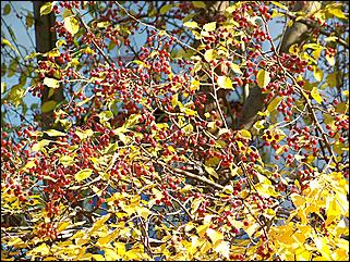 5 октября 2008 г., Барнаул   Праздник Осени в барнаульском дворе