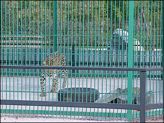 5 октябрь 2013 г., Барнаул   Открытие именной звезды ИА "Амител" в Барнаульском зоопарке