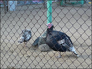 5 октябрь 2013 г., Барнаул   Открытие именной звезды ИА "Амител" в Барнаульском зоопарке