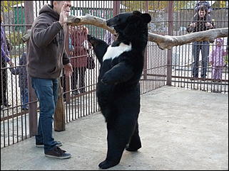 5 октябрь 2013 г., Барнаул   Открытие именной звезды ИА "Амител" в Барнаульском зоопарке