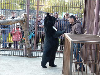 5 октябрь 2013 г., Барнаул   Открытие именной звезды ИА "Амител" в Барнаульском зоопарке