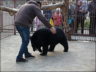 5 октябрь 2013 г., Барнаул   Открытие именной звезды ИА "Амител" в Барнаульском зоопарке