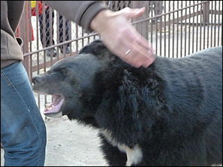 5 октябрь 2013 г., Барнаул   Открытие именной звезды ИА "Амител" в Барнаульском зоопарке