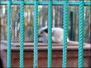 5 октябрь 2013 г., Барнаул   Открытие именной звезды ИА "Амител" в Барнаульском зоопарке