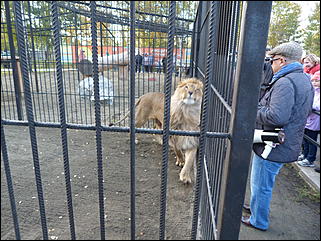 5 октябрь 2013 г., Барнаул   Открытие именной звезды ИА "Амител" в Барнаульском зоопарке