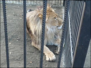 5 октябрь 2013 г., Барнаул   Открытие именной звезды ИА "Амител" в Барнаульском зоопарке