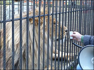 5 октябрь 2013 г., Барнаул   Открытие именной звезды ИА "Амител" в Барнаульском зоопарке