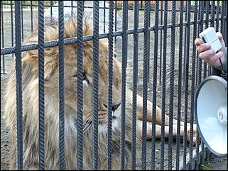 5 октябрь 2013 г., Барнаул   Открытие именной звезды ИА "Амител" в Барнаульском зоопарке