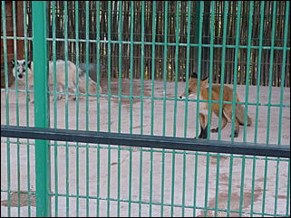 5 октябрь 2013 г., Барнаул   Открытие именной звезды ИА "Амител" в Барнаульском зоопарке