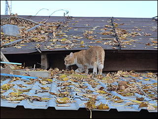 5 октябрь 2013 г., Барнаул   Открытие именной звезды ИА "Амител" в Барнаульском зоопарке