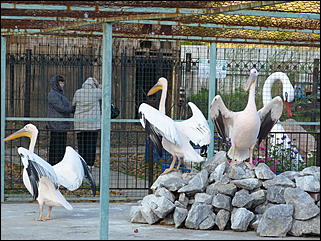 5 октябрь 2013 г., Барнаул   Открытие именной звезды ИА "Амител" в Барнаульском зоопарке