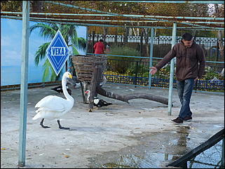 5 октябрь 2013 г., Барнаул   Открытие именной звезды ИА "Амител" в Барнаульском зоопарке