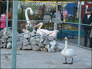 5 октябрь 2013 г., Барнаул   Открытие именной звезды ИА "Амител" в Барнаульском зоопарке