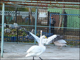 5 октябрь 2013 г., Барнаул   Открытие именной звезды ИА "Амител" в Барнаульском зоопарке