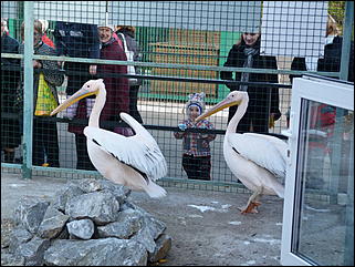 5 октябрь 2013 г., Барнаул   Открытие именной звезды ИА "Амител" в Барнаульском зоопарке
