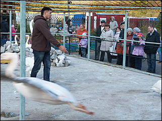 5 октябрь 2013 г., Барнаул   Открытие именной звезды ИА "Амител" в Барнаульском зоопарке