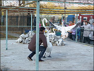 5 октябрь 2013 г., Барнаул   Открытие именной звезды ИА "Амител" в Барнаульском зоопарке