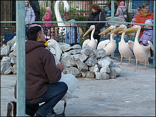 5 октябрь 2013 г., Барнаул   Открытие именной звезды ИА "Амител" в Барнаульском зоопарке