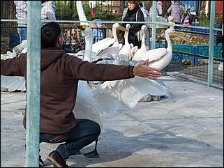 5 октябрь 2013 г., Барнаул   Открытие именной звезды ИА "Амител" в Барнаульском зоопарке