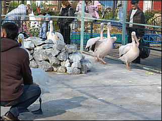 5 октябрь 2013 г., Барнаул   Открытие именной звезды ИА "Амител" в Барнаульском зоопарке