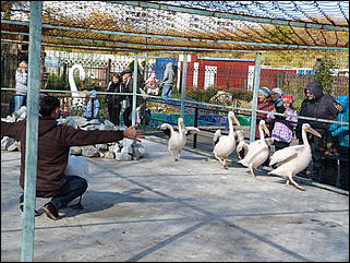 5 октябрь 2013 г., Барнаул   Открытие именной звезды ИА "Амител" в Барнаульском зоопарке