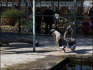 5 октябрь 2013 г., Барнаул   Открытие именной звезды ИА "Амител" в Барнаульском зоопарке