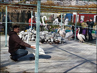 5 октябрь 2013 г., Барнаул   Открытие именной звезды ИА "Амител" в Барнаульском зоопарке