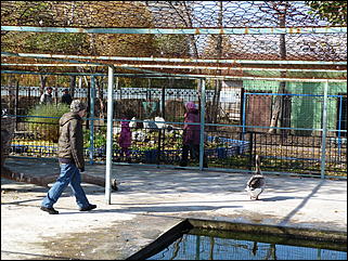 5 октябрь 2013 г., Барнаул   Открытие именной звезды ИА "Амител" в Барнаульском зоопарке