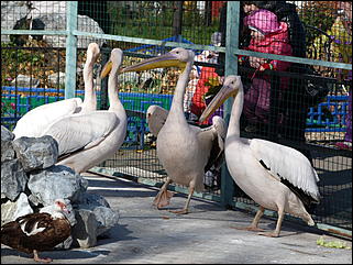 5 октябрь 2013 г., Барнаул   Открытие именной звезды ИА "Амител" в Барнаульском зоопарке