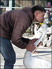 5 октябрь 2013 г., Барнаул   Открытие именной звезды ИА "Амител" в Барнаульском зоопарке