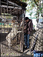 5 октябрь 2013 г., Барнаул   Открытие именной звезды ИА "Амител" в Барнаульском зоопарке