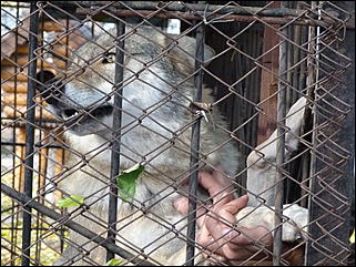 5 октябрь 2013 г., Барнаул   Открытие именной звезды ИА "Амител" в Барнаульском зоопарке