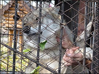 5 октябрь 2013 г., Барнаул   Открытие именной звезды ИА "Амител" в Барнаульском зоопарке