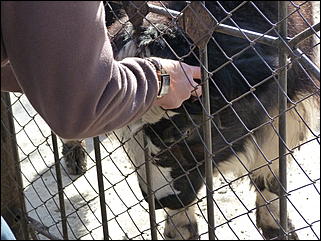 5 октябрь 2013 г., Барнаул   Открытие именной звезды ИА "Амител" в Барнаульском зоопарке