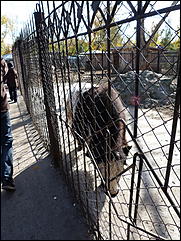 5 октябрь 2013 г., Барнаул   Открытие именной звезды ИА "Амител" в Барнаульском зоопарке