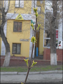 18 апрель 2012 г., Барнаул   Барнаул меняет «гардероб» 