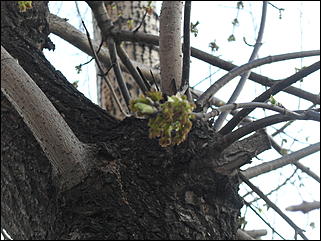 18 апрель 2012 г., Барнаул   Барнаул меняет «гардероб» 