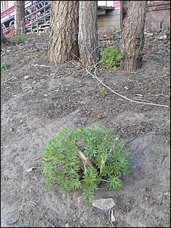 18 апрель 2012 г., Барнаул   Барнаул меняет «гардероб» 