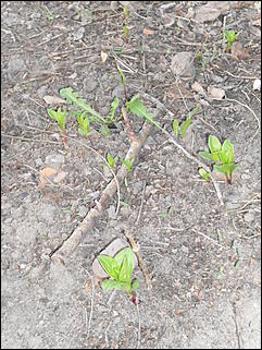 18 апрель 2012 г., Барнаул   Барнаул меняет «гардероб» 